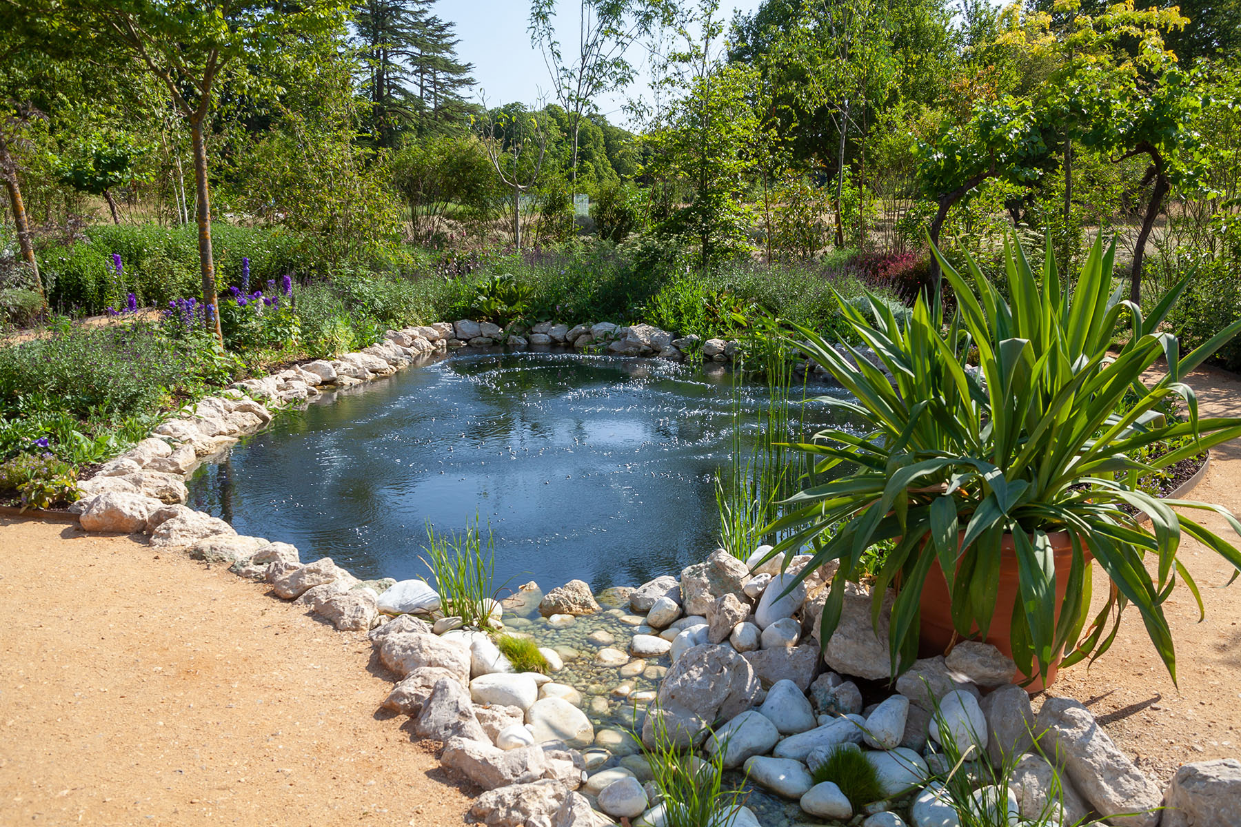 desert pond